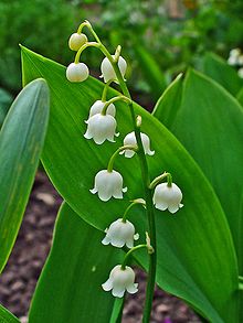 220px-Convallaria_majalis_0002.JPG