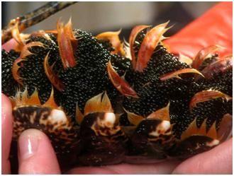 Mua_tom_hum_tai_Cannada