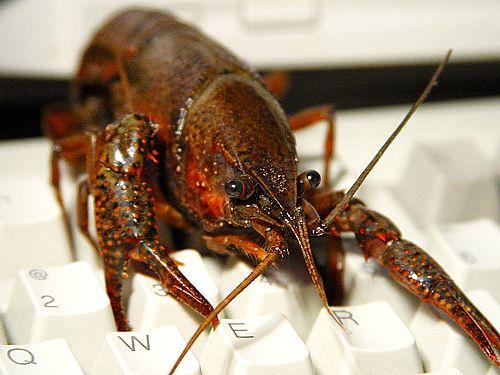 Mua_tom_hum_tai_Cannada