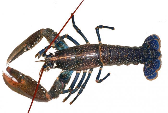 Mua_tom_hum_tai_Cannada