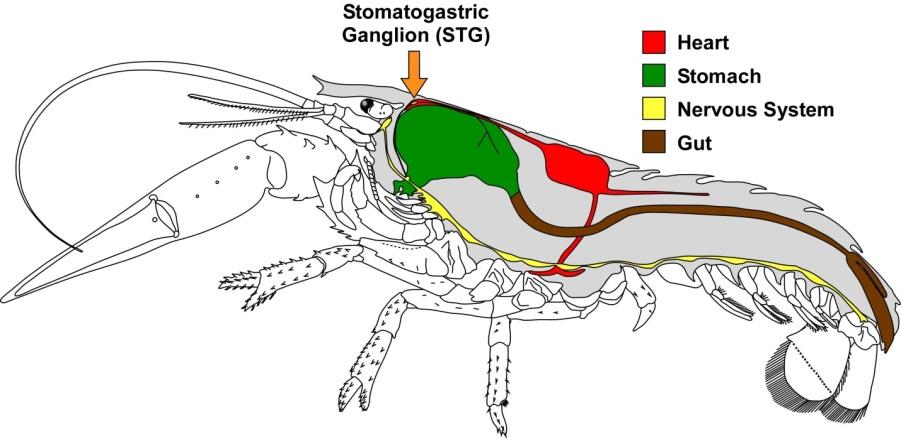 Mua_tom_hum_tai_Cannada