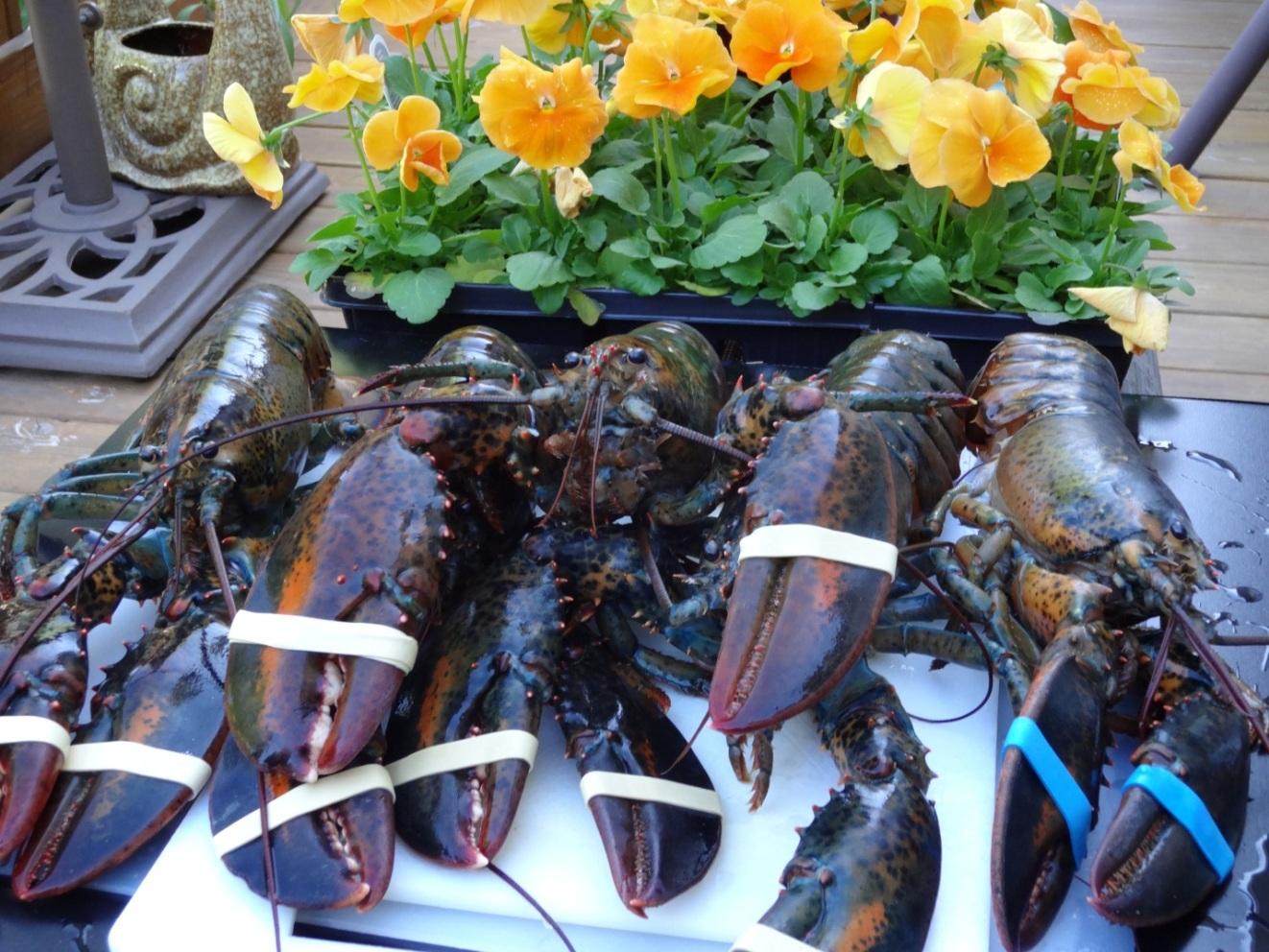 Mua_tom_hum_tai_Cannada