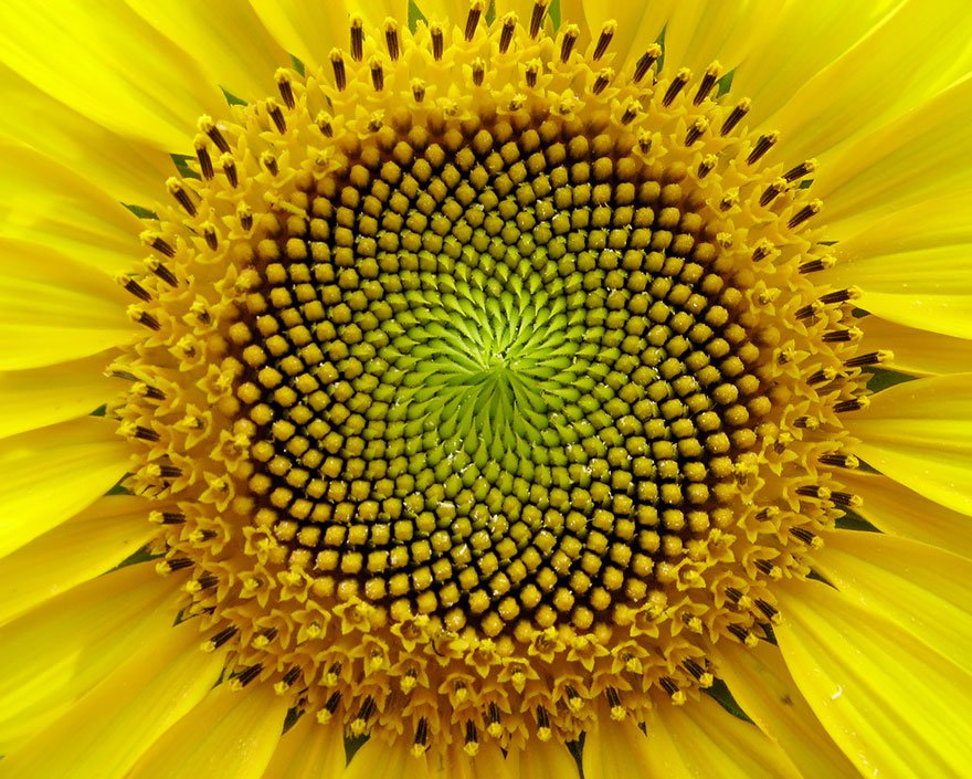 ti-le-vang-o-thuc-va