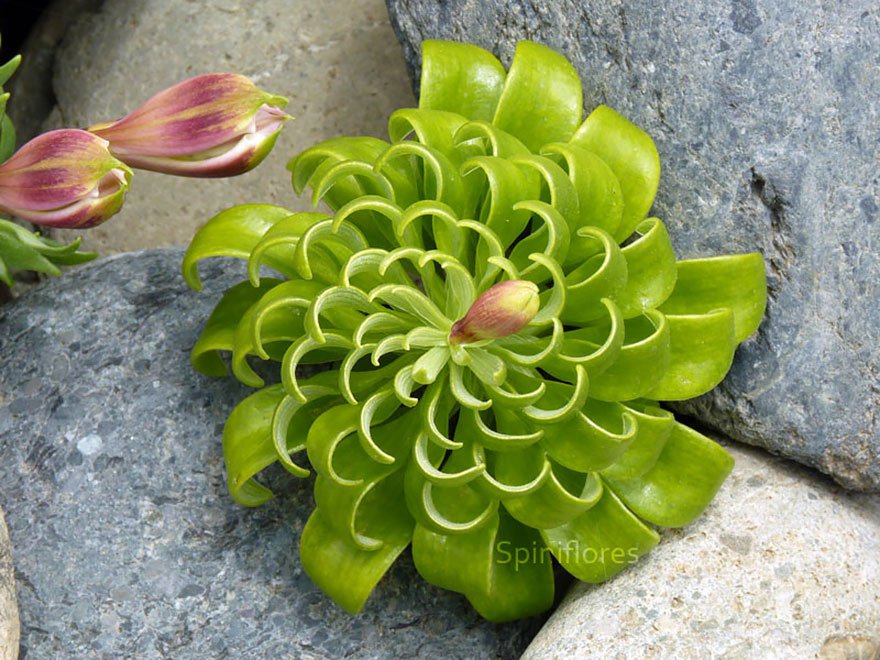 ti-le-vang-o-thuc-va