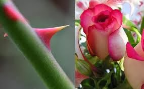 Ba-Noi_tuong_cua_toi