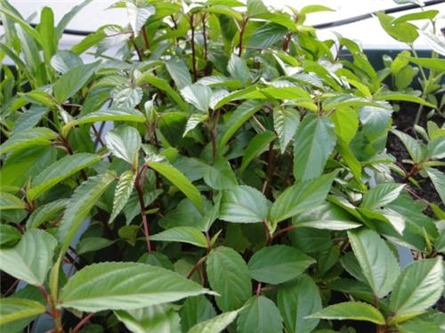 Chuyen man chuyen nhat