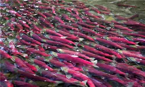 Chuyen man chuyen nhat