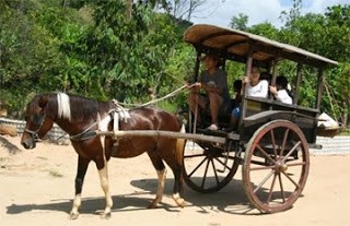 Năm Ngọ nói chuyện ngựa. 